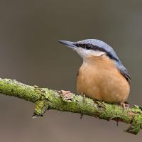 2009 (1) JANUARY Nuthatch 